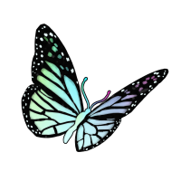 butterfly butterfly